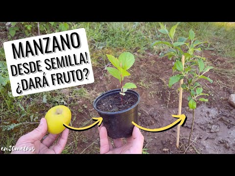, title : 'Cultiva TU MANZANO desde semilla: CÓMO PLANTAR árbol de MANZANAS en jardín o maceta || en20metros'
