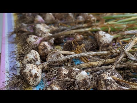 , title : 'Brassica Bed Flip and Harvesting Garlic'