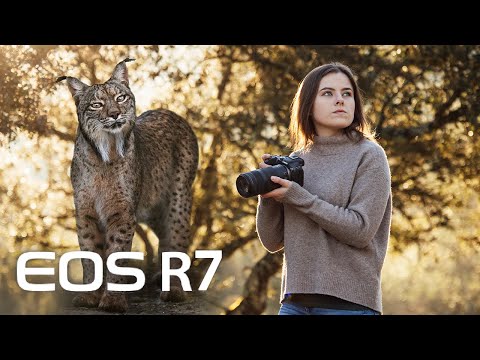 EIN TRAUM WIRD WAHR! Ich fotografiere den Iberischen LUCHS - Canon EOS R7