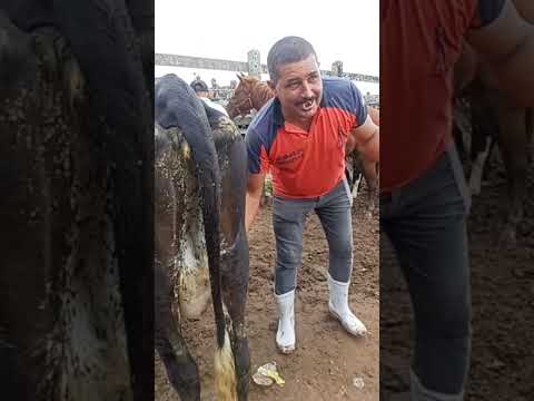 #youtubeviral #pecuarista #gado #fazenda #youtubeshorts #feiradegado #capoeiras