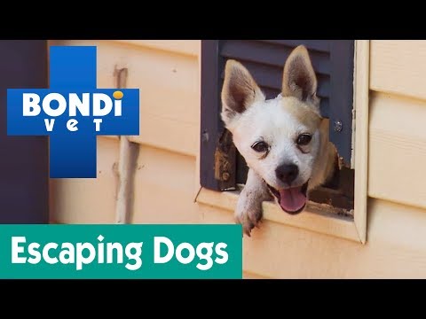 How To Stop My Dog From Escaping The Yard? | Ask Bondi Vet