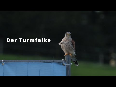 Turmfalke  - Kurzportrait | Kestrel short portrait | Deutsch | German
