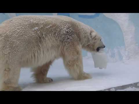 Полярные мишки Кай и Герда 08.02.2015. Новосибирский зоопарк