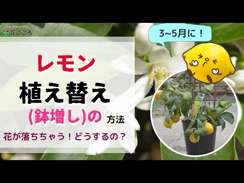 凍ったレモンの木を保存するにはどうすればよいですか？春に生い茂る木を守るための 4 つのステップ  庭園