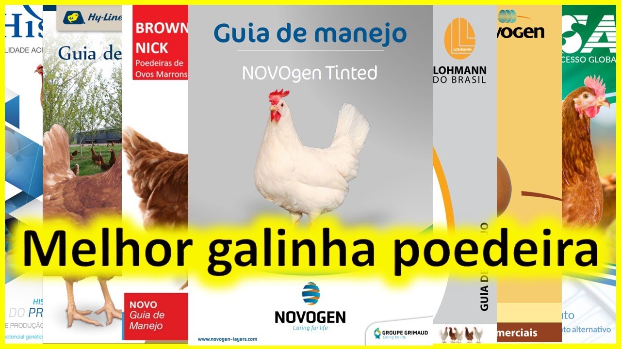 MELHOR GALINHA POEDEIRA para produção de ovos caipira