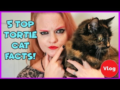Top 5 interesting facts about tortoishell cats! What's cool about having a tortie cat?