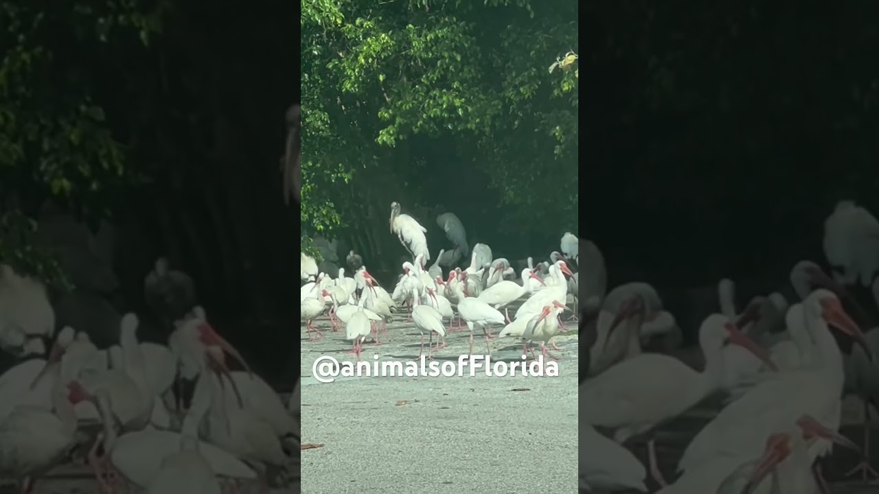 Original Content Only ! #animalsofflorida #animalshorts #animalsanimalsanimals #animallover #animals