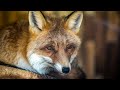Fox Sounds Red Fox Sound Effects Fox Screaming Barking Howling Noises Fox Calls No Music