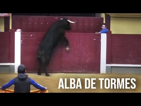 Alba de Tormes 2024 Encierro y Capea con Toros Bravos