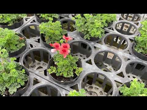 ペラルゴニウムの剪定時期はいつ？彼らの繁栄のための正しい行動は何でしょうか？有益なビデオ  庭園