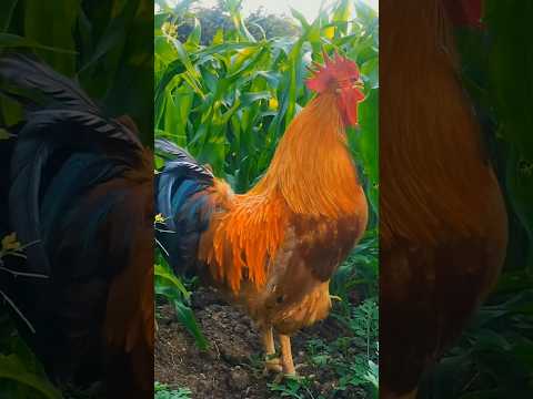 Rooster Crowing in Cornfield 🌽🐓 |  Peaceful Village Morning #villagerlife #rooster