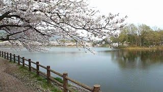 preview picture of video '春を駆け抜けるふるさとの桜。(立岡自然公園)(Full bloom cherry near the lake)2015'