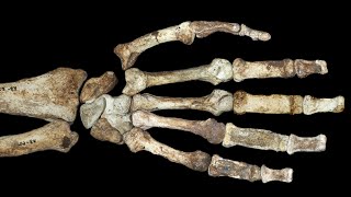 Did Early Humans Have Stone Tools Before Opposable Thumbs