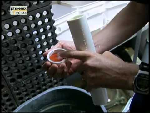 Das Gold der SS Republic 4/5