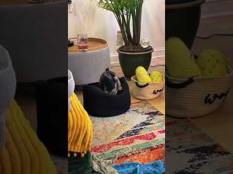 Help Save Rocky: Surgery Fund for My Frenchy Puppy