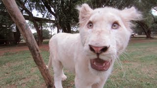 White Lion Cubs Playing Like Puppies