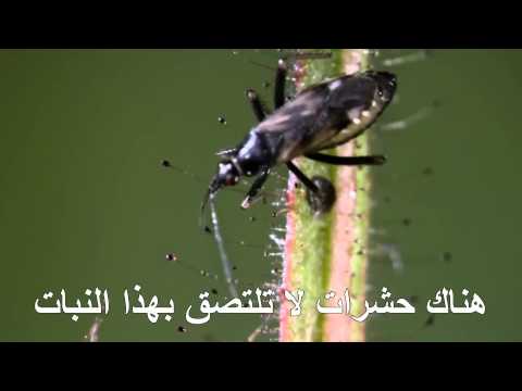 Bima me e quditshme ne bote.Kurani dhe shkenca