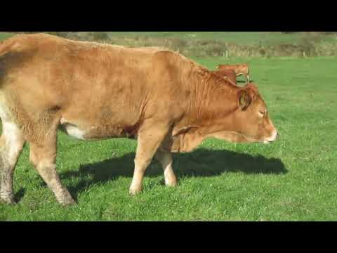 ⭐⭐Incalf Heifers for Balla Sat 7th Nov⭐⭐ - Image 2