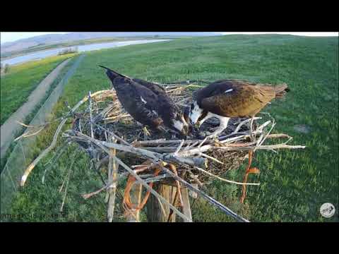 OSMP Osprey Cam Male feeds Nestling and Female 6:14am 6-15-2018