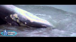 preview picture of video 'Dead Whale Ashore At Thurso'