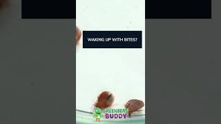 Waking Up With Bites? Watch This
