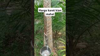 Download lagu Viral petani karet unik #petani#petanikaret #petanikaret #prabowo #petanisukses #viralvideo #sawit mp3 Download lagu Viral petani karet unik #petani#petanikaret #petanikaret #prabowo #petanisukses #viralvideo #sawit mp3