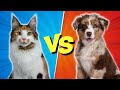 Cats vs. Dogs: Which Pet is Best for You? (10 Differences)