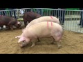 Market Hogs State FFA 2017