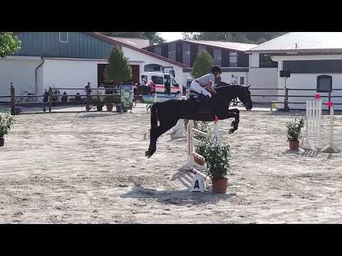 Nemax, 6yo holsteiner gelding, Nekton x Cormint