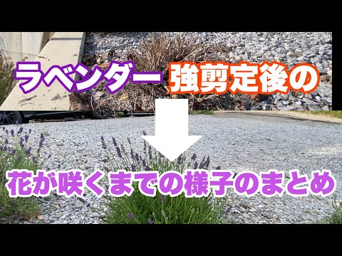 冬の終わりにラベンダーの剪定をすべきですか?簡単なメンテナンスのヒントに従ってください。  庭園