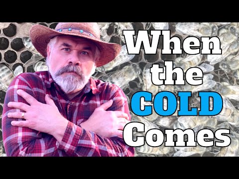 How do Honey Bees Survive the Winter?