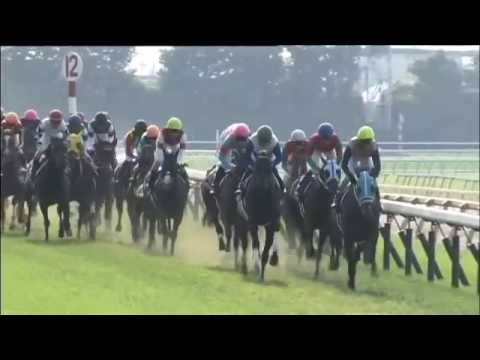 2016.05.22 Yushun Himba (Japanese Oaks) - Sinhalite