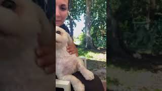 Video preview image #1 Zuchon Puppy For Sale in Weston, FL, USA