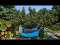 Harvesting Wild Berries And Organic Walnuts Traditional Nomadic Life In The Mountains ️