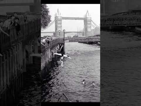 Children diving and swimming in the River Thames at Tower Bridge c1950 London.