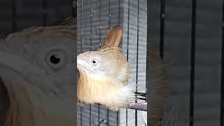 Download lagu Burung Jenggot Mini Teler#shorts mp3