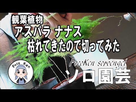 観賞用アスパラガス 植物