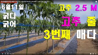 [고추재배]한국에서 제일 키 큰 노지고추/6월11일,현재 생육/대궁이 확실히 굵네