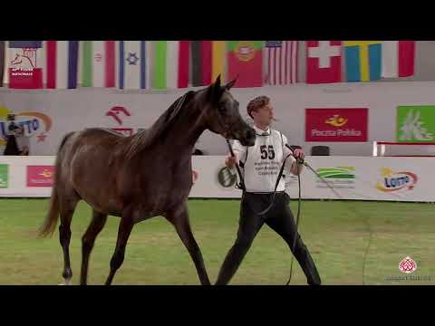 N55 PAPROTNIA - 2020 PRIDE OF POLAND - 42nd Arabian Horse National Show - 3 Years Old Fillies (C...
