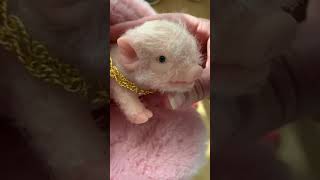 YIHCKYO Silicone Piglet, 5 Inches Mini Full Body Silicone Reborn Pig Review, So cute and squishy!