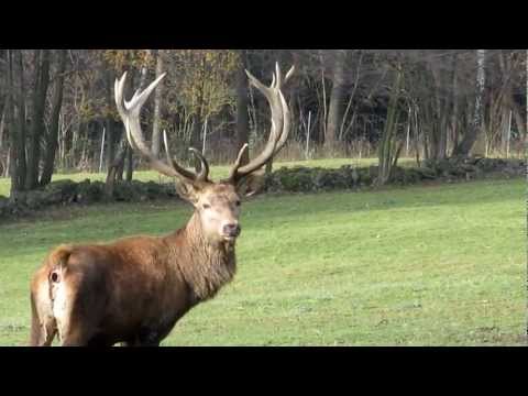 Scheiß drauf ... ein Hirsch macht ernst