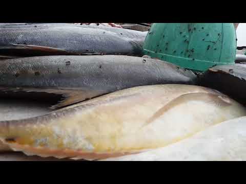 Star-fish of marina beach