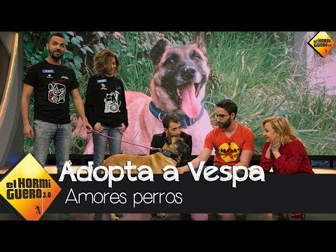 Adopta a Vespa, la perrita que perdió una pata