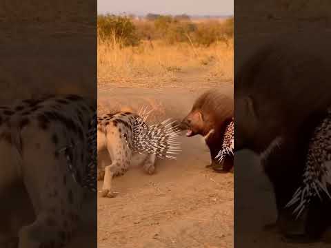 Hyena vs. Porcupine: Porcupine's territory must not be violated.#porcupine #Hyena लकड़बग्धा साही