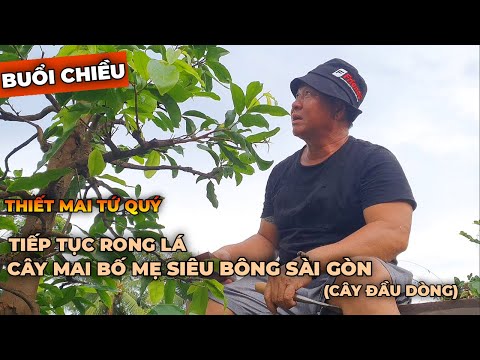 Tập 78 | Rong Lá Cây Mai Bố Mẹ Siêu Bông Sài Gòn ( Cây Đầu Dòng) Để Ghép Các Cây Ở Vườn Thiết Tứ Quý