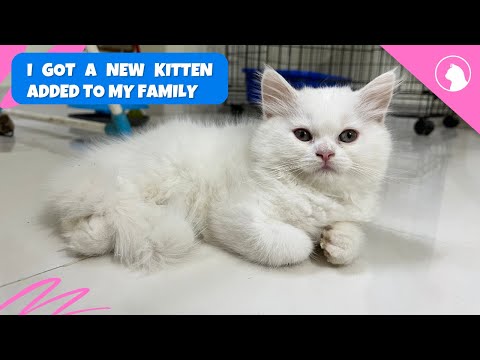My New Kitten's First 24 Hours at Home - You Won't Believe What Happened! cats