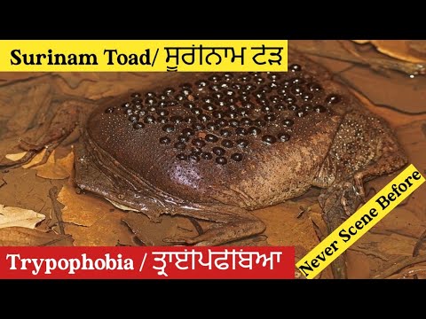 Female Rips Off Her Skin To Give Birth, Surinam Toad 🐸 A Frog You Never Listened About Before.