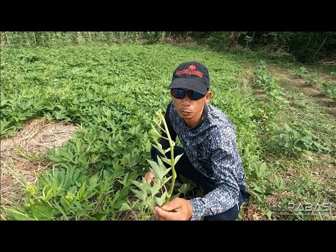 EP824-P2 - Pagdidilig ng Pakwan