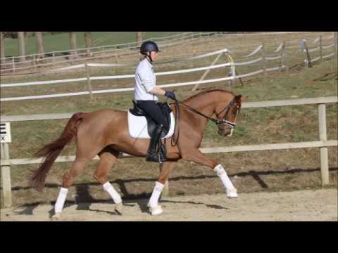 Belmera von Worrenberg, Hann, 2010, Belissimo x Calypso II