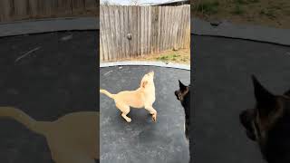 Video preview image #1 Labrador Retriever-Unknown Mix Puppy For Sale in Jackson, MS, USA